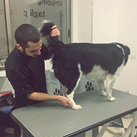 Oh My Dog Toelettatura - Fasi di lavoro